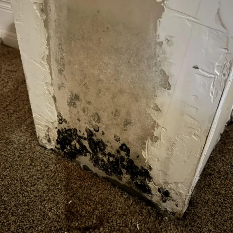 Professional Mold Removal in Harristown, IL